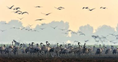 Vinçler bir tarlada yiyecek arama. Ortak Vinç, Grus grus, doğal yaşam alanında büyük kuşlar. İsrail'de Hula Vadisi milli Park Agamon gün doğumunda vinçlerin beslenmesi.