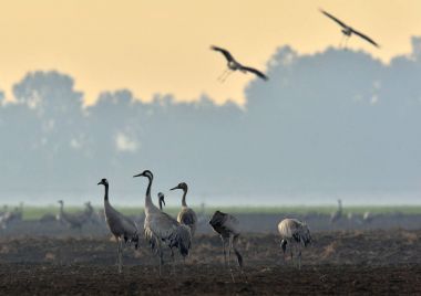 Vinçler bir tarlada yiyecek arama. Ortak Vinç, Grus grus, doğal yaşam alanında büyük kuşlar. İsrail'de Hula Vadisi milli Park Agamon gün doğumunda vinçlerin beslenmesi.