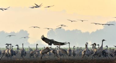 Vinçler bir tarlada yiyecek arama. Ortak Vinç, Grus grus, doğal yaşam alanında büyük kuşlar. İsrail'de Hula Vadisi milli Park Agamon gün doğumunda vinçlerin beslenmesi.