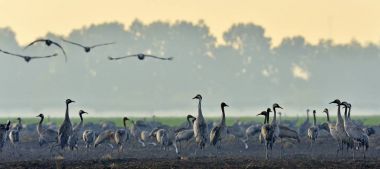Vinçler bir tarlada yiyecek arama. Ortak Vinç, Grus grus, doğal yaşam alanında büyük kuşlar. İsrail'de Hula Vadisi milli Park Agamon gün doğumunda vinçlerin beslenmesi.