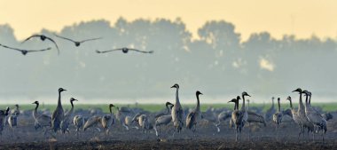 Cranes in a field foraging. Common Crane, Grus grus, big birds in the natural habitat. Feeding of the cranes at sunrise in the national Park Agamon of Hula Valley in Israel. clipart