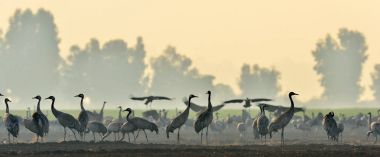 Vinçler bir tarlada yiyecek arama. Ortak Vinç, Grus grus, doğal yaşam alanında büyük kuşlar. İsrail'de Hula Vadisi milli Park Agamon gün doğumunda vinçlerin beslenmesi.