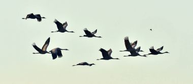 Kuşlar uçuşta. Bir siluet vinç uçuş. Flok vinç güneş doğarken uçar. Sisli sabah gündoğumu gökyüzü arka plan. Ortak Crane, Grus grus veya Grus Communis, doğal ortamlarında büyük kuş. 