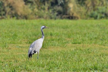 Vinçler alan yiyecek arama içinde. Uzun boyunlu gri kuş. Doğal ortamlarında yaygın Crane, Grus grus, büyük kuş