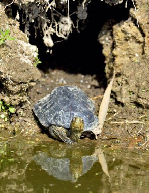 Hazar kaplumbağa veya çizgili-boyun terrapin (Mauremys caspica) doğal ortamlarında
