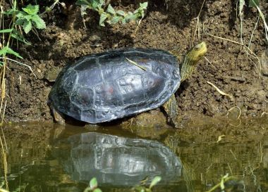 The Caspian turtle or striped-neck terrapin (Mauremys caspica) in natural habitat clipart