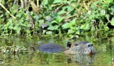 Yüzme eğitimin. Eğitimin da bilinen coypu (Myocastor adatavşanları),.