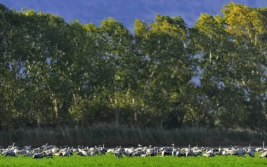 Vinçler bir tarlada yiyecek arama. Ortak Vinç, Grus grus, doğal yaşam alanında büyük kuşlar. İsrail'de Hula Vadisi milli Park Agamon gün doğumunda vinçlerin beslenmesi.