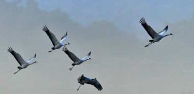Kuşlar uçuyor. Uçuş vinçler bir siluet. Ortak Vinç, Grus grus veya Grus Communis, doğal yaşam büyük kuşlar.