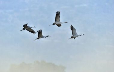 Kuşlar uçuyor. Uçuş vinçler bir siluet. Ortak Vinç, Grus grus veya Grus Communis, doğal yaşam büyük kuşlar.