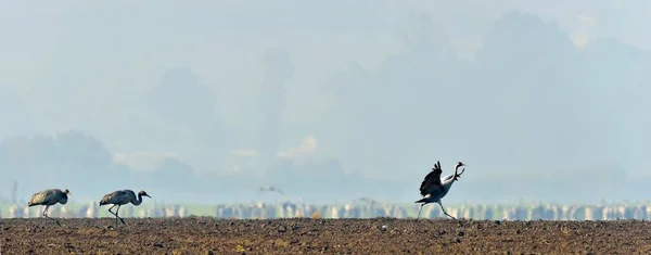 Grúas Bailando Campo Las Grúas Comunes Grus Grus También Conocidas — Foto de Stock