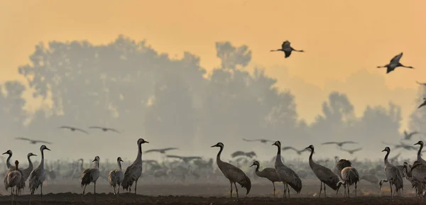 Grúas Campo Forrajeando Grulla Común Grus Grus Grandes Aves Hábitat — Foto de Stock