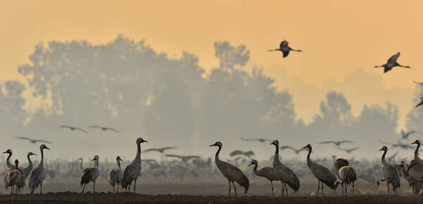 Cranes in a field foraging. Common Crane, Grus grus, big birds in the natural habitat. Feeding of the cranes at sunrise in the national Park Agamon of Hula Valley in Israel.