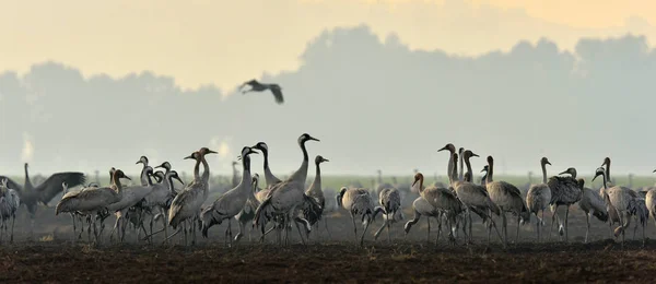 Cranes in a field foraging. Common Crane, Grus grus, big birds in the natural habitat. Feeding of the cranes at sunrise in the national Park Agamon of Hula Valley in Israel.