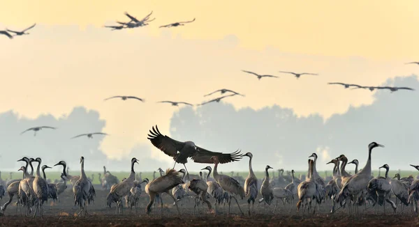 Kraniche Einem Feld Auf Nahrungssuche Kranich Grus Grus Große Vögel — Stockfoto