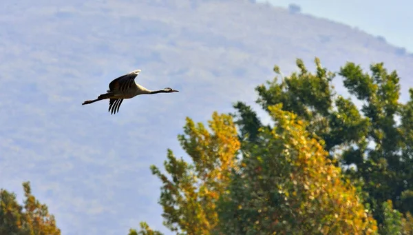 Kuş uçuş. Uçuş vinç. Aynı zamanda Avrasya vinç bilinen bayağı turna (Grus grus),.
