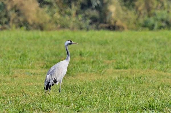 Vinçler alan yiyecek arama içinde. Uzun boyunlu gri kuş. Doğal ortamlarında yaygın Crane, Grus grus, büyük kuş