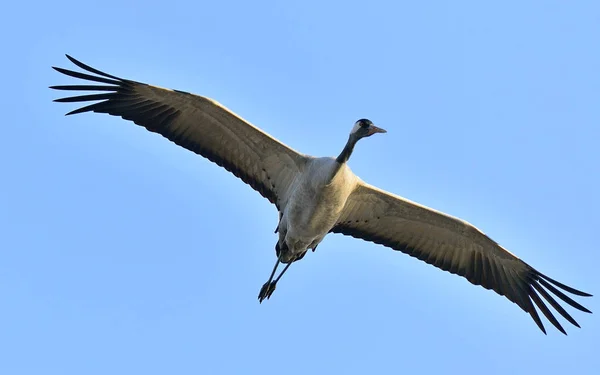 Madár Repülés Közben Daru Repülés Közben Közös Daru Grus Grus — Stock Fotó