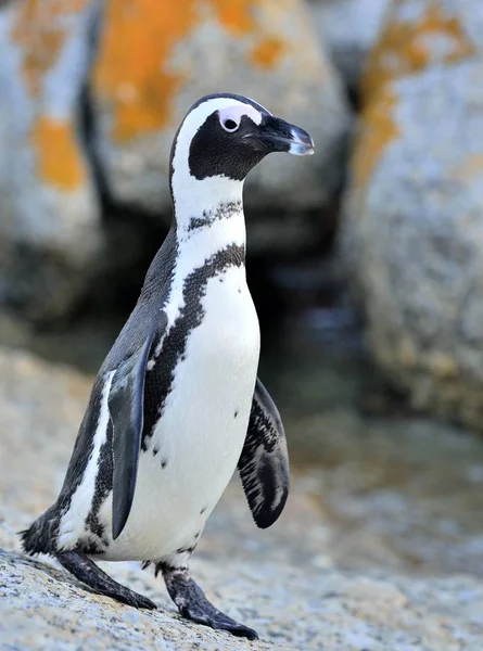Pápaszemes Pingvin Egyede Megtalálható Demersus Partraszállási Óceán Esti Szürkület Pápaszemes — Stock Fotó