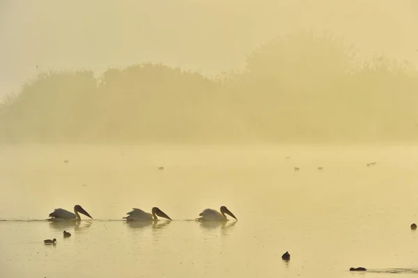 Pelicanos Nadam Através Água Névoa Manhã Névoa Manhã Antes Amanhecer — Fotografia de Stock