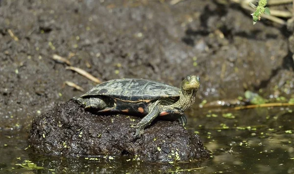 Hazar Kaplumbağa Veya Çizgili Boyun Terrapin Mauremys Caspica Doğal Ortamlarında — Stok fotoğraf