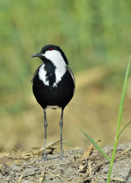 Close Retrato Asa Esporão Lambendo Vanellus Spinosus Uma Espécie Insetos — Fotografia de Stock