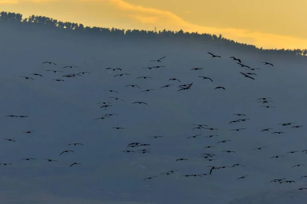 Uccelli Volo Una Sagoma Gru Volo Gregge Gru Vola All — Foto Stock