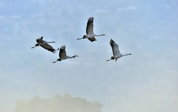 Aves Voo Uma Silhueta Guindastes Voo Crane Comum Grus Grus — Fotografia de Stock