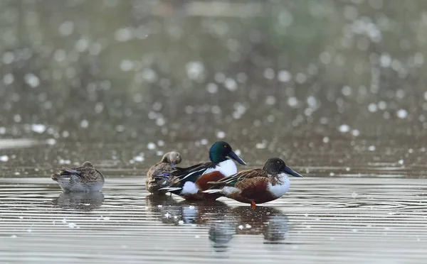 Mannelijke Vrouwelijke Shovelers Vijver Noordelijke Shovelers Anas Clypeata Buren Mallard — Stockfoto