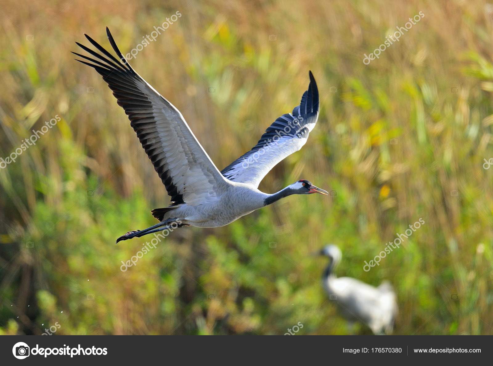 Oiseau Vol Grue Vol Commun Crane Grus Grus Grus Communis