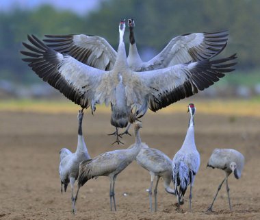 Vinçler alanında dans. Aynı zamanda Avrasya vinç bilinen bayağı turna (Grus grus),.