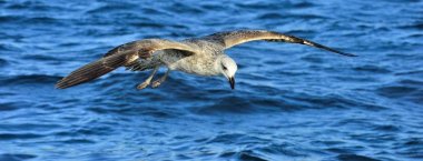 Juvenil Kelp martı (Larus dominicanus), Dominik martı ve siyah sırt Kelp martı da bilinen uçan. Mavi su okyanusun arka plan. Yanlış Bay, Güney Afrika