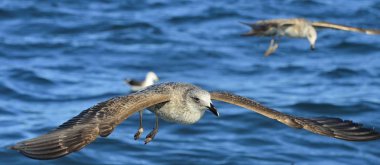 Juvenil Kelp martı (Larus dominicanus), Dominik martı ve siyah sırt Kelp martı da bilinen uçan. Mavi su okyanusun arka plan. Yanlış Bay, Güney Afrika