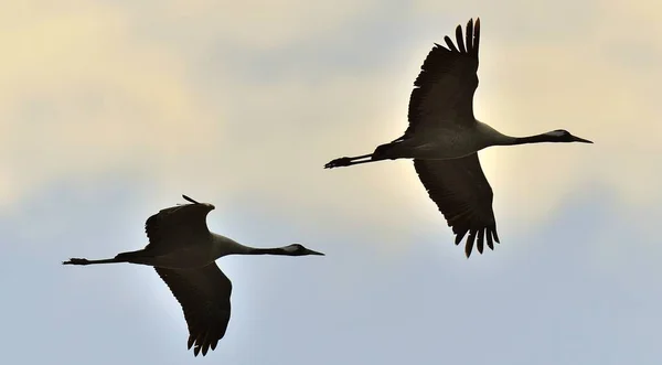 Pájaros Vuelo Una Silueta Grúas Vuelo Una Bandada Grúas Vuela — Foto de Stock