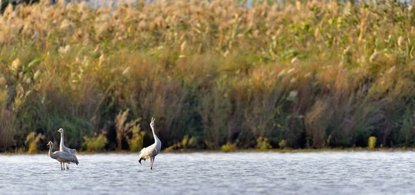 Grúas Comunes Grus Grus Pie Agua Del Estanque Fondo Caña —  Fotos de Stock