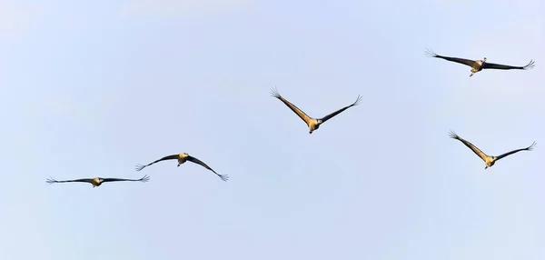 Birds in flight. A silhouettes of cranes in flight. Common Crane, Grus grus or Grus Communis, big birds in the natural habitat.