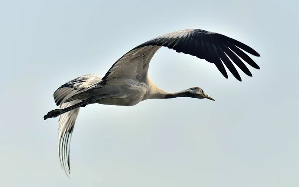 Pájaro Vuelo Una Silueta Grúa Vuelo Grulla Común Grus Grus — Foto de Stock