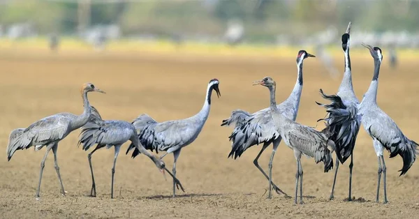 Cranes dancing in the field. The common crane (Grus grus), also known as the Eurasian crane.