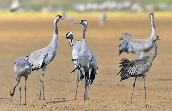 Kraniche Tanzen Auf Dem Feld Der Kranich Grus Grus Auch — Stockfoto