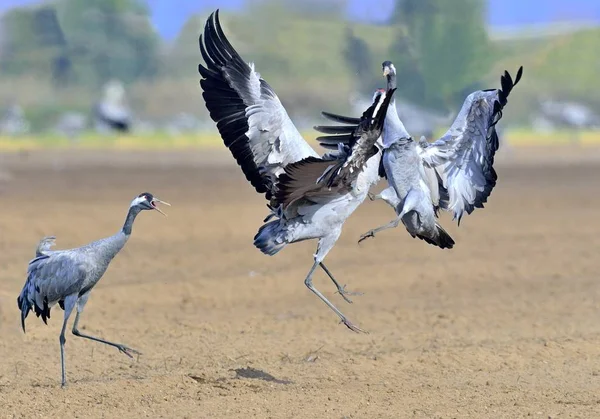 Cranes Dançando Campo Guindaste Comum Grus Grus Também Conhecido Como — Fotografia de Stock