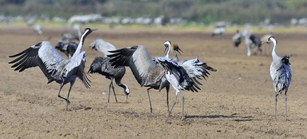 Jeřáby Poli Jeřáb Popelavý Grus Grus Také Známý Jako Jeřáb — Stock fotografie