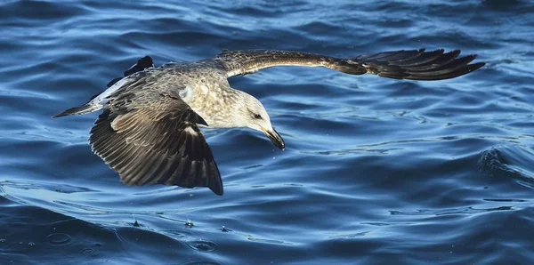 Flying Juvenile Kelp Gull Larus Dominicanus Also Known Dominican Gull — Stock Photo, Image