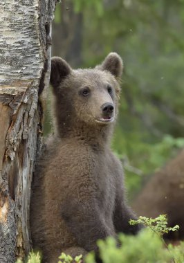 Boz ayı (Ursus arctos) bahar orman içinde. Doğal yaşam alanı.