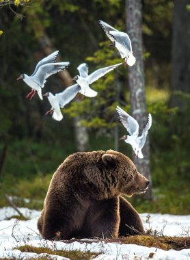 Martılar (Karabaş martı (Larus ridibundus) ve yetişkin erkeği bahar orman içinde kar üzerinde kahverengi ayı (Ursus arctos) olarak.
