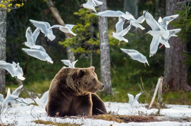 Martılar (Karabaş martı (Larus ridibundus) ve yetişkin erkeği bahar orman içinde kar üzerinde kahverengi ayı (Ursus arctos) olarak.