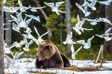 Martılar (Karabaş martı (Larus ridibundus) ve yetişkin erkeği bahar orman içinde kar üzerinde kahverengi ayı (Ursus arctos) olarak.