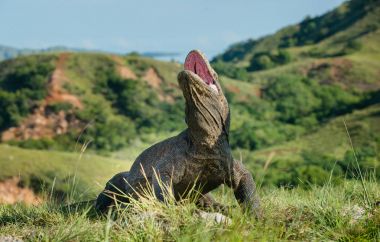 Açık ağzı ile Komodo dragon (Varanus komodoensis). Bu Endonezya dünyanın en büyük yaşam kertenkele var. Rinca Adası