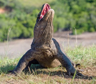 Açık ağzı ile Komodo dragon (Varanus komodoensis). Bu Endonezya dünyanın en büyük yaşam kertenkele var. Rinca Adası