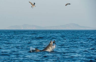 Büyük beyaz köpekbalığı (Carcharodon carcharias) bir mühür saldırır. Bir büyük beyaz köpekbalığı (Carcharodon carcharias), bir saldırı ihlal avlar. Güney Afrika 