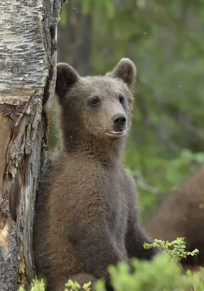 Oso Marrón Ursus Arctos Bosque Primavera Hábito Natural —  Fotos de Stock